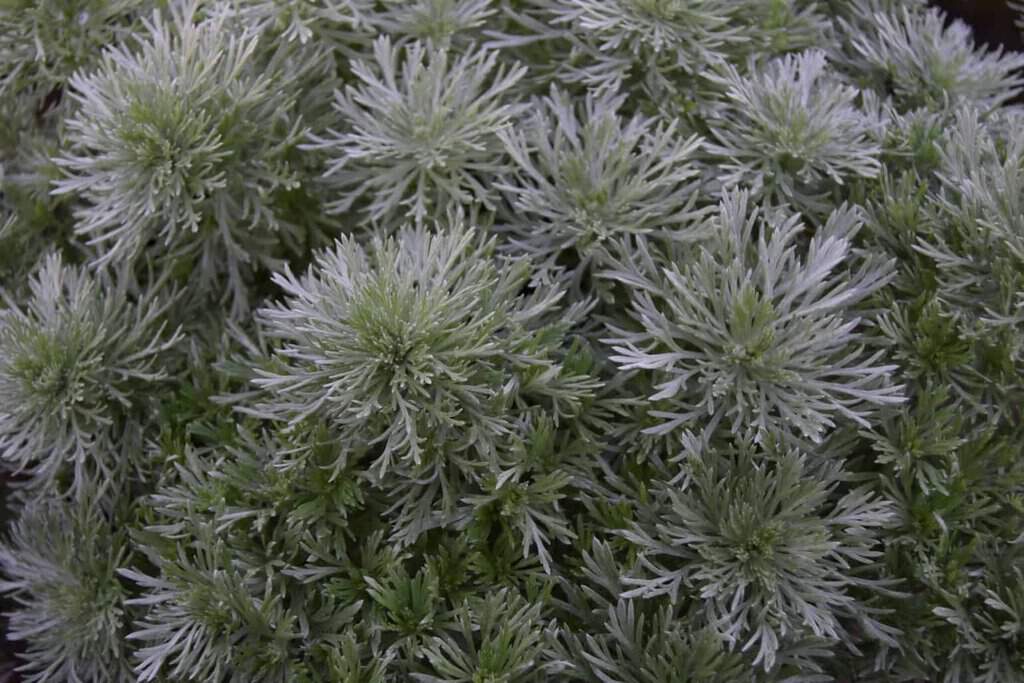 Artemisia schmidtiana 'Nana' ---